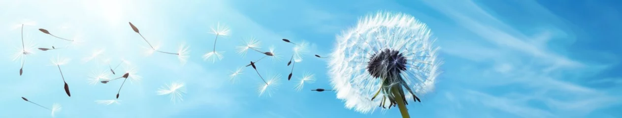 Fotobehang A windy sky dandelion with flying seeds © BrandwayArt