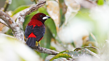 Crimson-backed tanager, tropical bird of Colombia