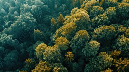 Fototapeta na wymiar Aerial picture of a woodland