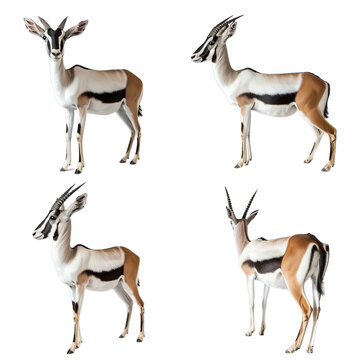 Four Different Poses of an Antelope