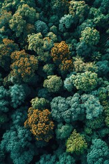 Naklejka na ściany i meble Aerial view of a forest