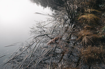 Texture of nature, shore of the lake in early spring or autumn