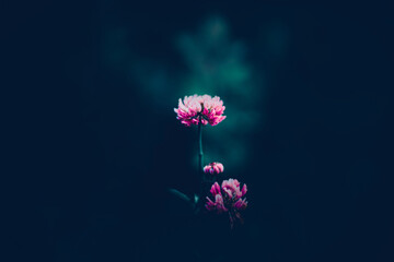 A beautiful pink clover flower blooms in the twilight of a summer night. The beauty of nature and...