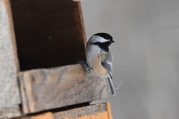 La Plaine 6 Janvier 2024