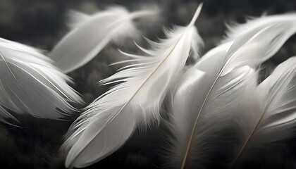 group of light soft fluffy a white feathers flolating in the dark black ground abstract feather freedom