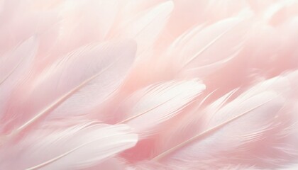 soft pink feathers texture background swan feather