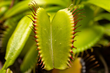 Dionaea carnivorous plant in selective focus
