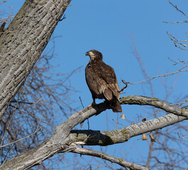 jouvenal bald eagle in a tree near a roadway