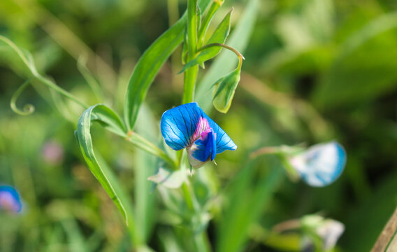 Lathyrus sativus or grass pea flower close-up view 