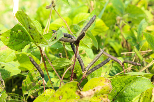 Vigna mungo or black gram growing at Indian field 