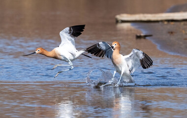 An excited male Avocet chasing a rival out of its territory during breeding season.