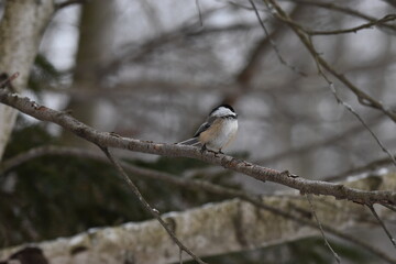 La Plaine 6 Janvier 2024