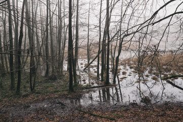 Trees in fog and flooding in spring