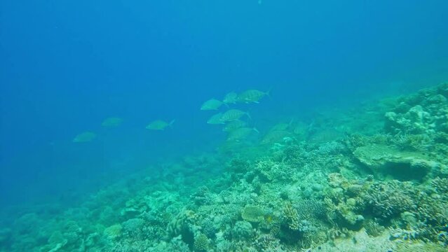 Small school of Bluefin Trevally cruising the reef.