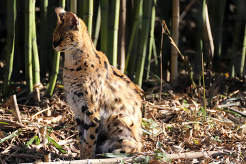 Serval qui pose en soleil