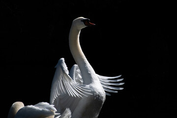 swan on the water - Schwan auf dem Wasser
