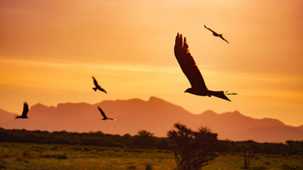 birds flying over sunset