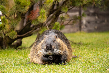 Nutria semiaquatic sits on the grass in parks in winter in Ukraine in the city of Dnepr, animals and nature