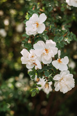 The image is a group of white flowers.