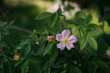 A purple flower on a bush, possibly a rosa canina or rosa rubiginosa. 4852