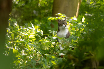 Katze im Blätterurwald