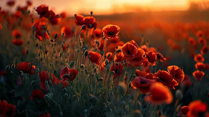 Zelfklevend Fotobehang field full of red poppies in the summer morning, background, textures  © Jasenko