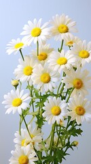 White Yellow Daisies flowers bud on light background