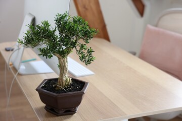 Beautiful bonsai tree in pot on wooden table indoors, space for text