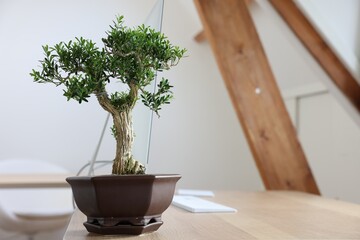 Beautiful bonsai tree in pot on wooden table indoors, space for text