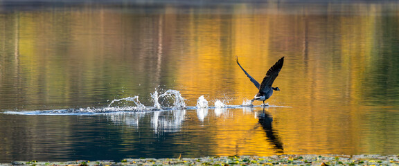 Autumn's Aerial Ballet - Canada Goose Ascending From Reflective Lake, Captivating Wildlife Moment in Fall's Golden Embrace