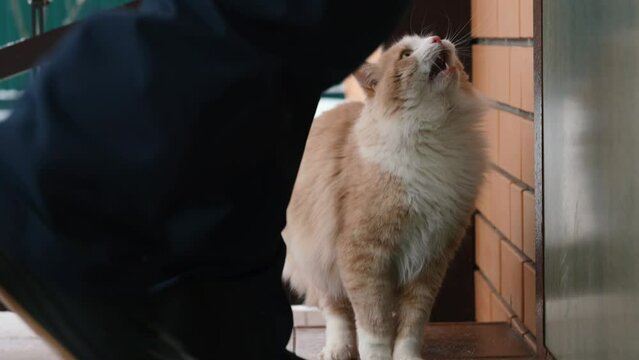  cute red cat sits outside in winter on the threshold of a brick house behind the door, a man opens the door and lets the cat into the house. High quality FullHD footage