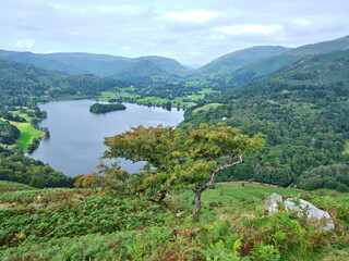 Fototapeta na wymiar Grasmere from Loughrigg Fell with Rowan Tree in foreground, Lake District, UK