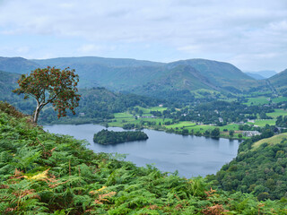 Fototapeta na wymiar Grasmere from Loughrigg Fell with Rowan Tree with berries in foreground, Lake District, UK