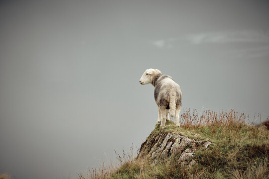 Lone Herwick Sheep on a promotory looking across, Lake District, UK