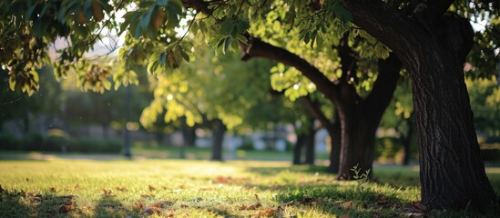 city's open space trees