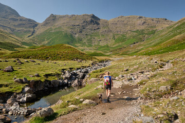 Fototapeta premium A hiker with dog walking along the Cumbria Way in Mickleden. Rossett Pike in the backdround, Lake District, UK