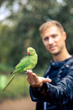 Man feeding a green parakeets on his hand in a natural background