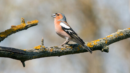 a bird on a branch