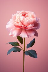 Pink peony rose on plain pink background,
