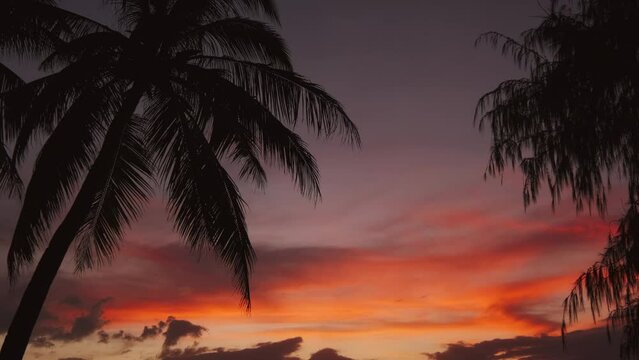 Silhouetted palms and sunset sky on tropical beach, 4k