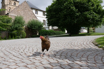 Huhn auf Straßenpflaster