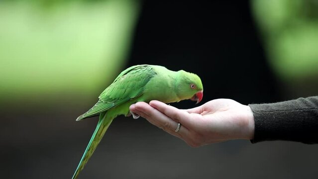 Colorfull Parrot eating nuts from human hand, Macaw Bird in park