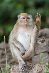 Naklejka na ściany i meble Thailand. Kao-Lak. Macaque monkeys in Phuket parks.