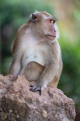 Naklejka premium Thailand. Kao-Lak. Macaque monkeys in Phuket parks.