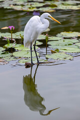 Thailand. Kao-Lak. A white heron on the surface of the pond.