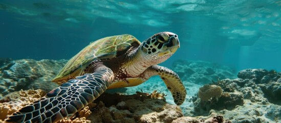 Obraz premium Green turtle in Okinawa's Kerama Islands.