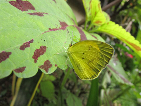 A beautiful yellow butterfly sitting on a leaf in the garden