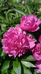 Pink peony flowers outdoors in the garden, summer blossom vertcal image