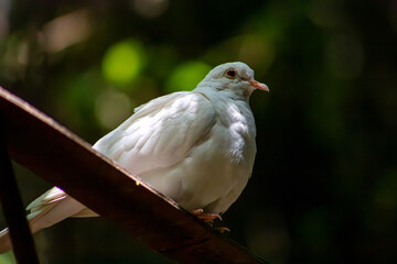 paloma blanca posada en una madera mientras descansa