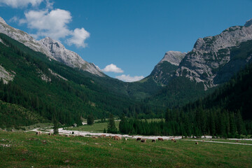 Meadows in the valley in Karwendel mountains during sunny blue sky day in summer, Tyrol Austria. - 704096503